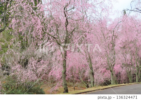 【広島県】甲山ふれあいの里のしだれ桜 136324471