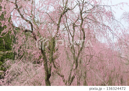 【広島県】甲山ふれあいの里のしだれ桜 【広島県】甲山ふれあいの里のしだれ桜 136324472