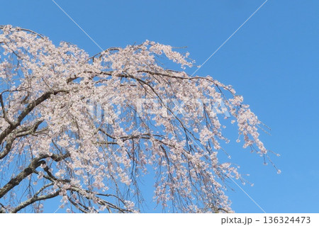 【広島県】甲山ふれあいの里のしだれ桜 136324473