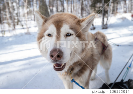Siberian Husky dogs in winter season of Siberia, Russia. Siberian Husky is a working dog breed for sled-pulling, guarding etc. 136325014