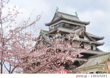 【島根県】松江城と桜 136325041