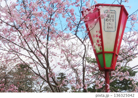 【島根県】松江城と桜 【島根県】松江城と桜 136325042