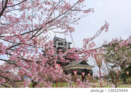 【島根県】松江城と桜 136325044