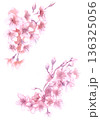 満開の桜の飾り　水彩素材 136325056