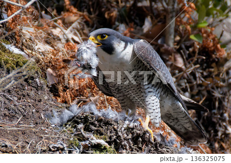 崖で獲物を咥えるハヤブサ 崖で獲物を咥えるハヤブサ 136325075