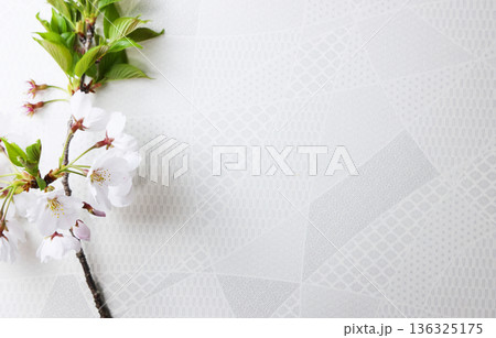 白背景と桜 136325175