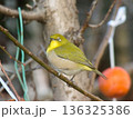メジロ 136325386