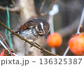ツグミ 136325387