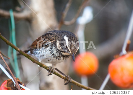 ツグミ 136325387