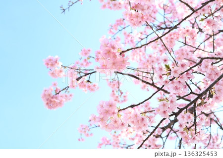 青空に映える満開の河津桜 136325453