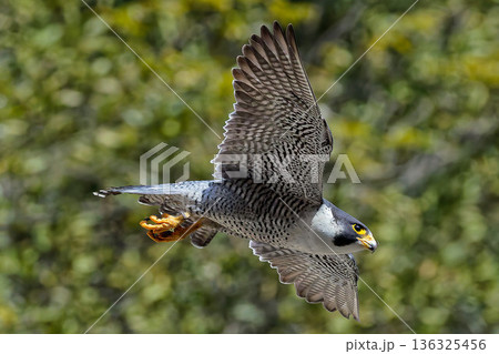 山奥を翼を広げて飛ぶハヤブサ 山奥を翼を広げて飛ぶハヤブサ 136325456