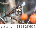ツグミ 136325605