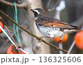 ツグミ 136325606