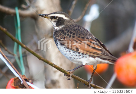 枝に止まるツグミ 136325607
