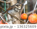 ツグミ 136325609