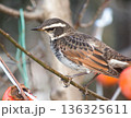 ツグミ 136325611