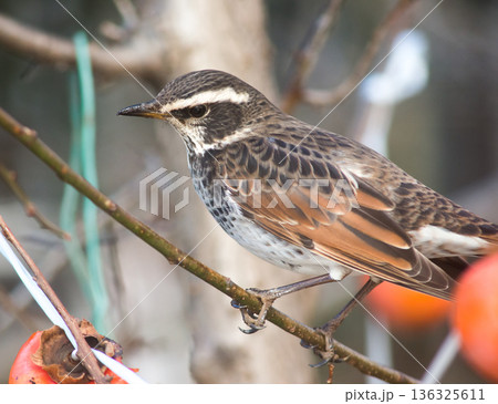 ツグミ 136325611
