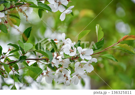 ノカイドウ Hall’s crabapple ノカイドウ Hall’s crabapple 136325811