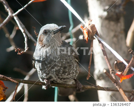 ヒヨドリ　アップ 136326407