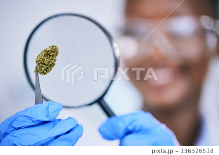 Scientist, analysis of marijuana bud and magnifying glass, science study for medical research and ecology in lab. Person with weed plant, CBD and check cannabis test sample for scientific experiment 136326518