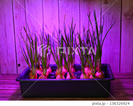 green onions growing in a black plastic tray under a phytolamp 136326924