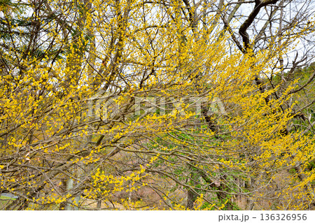 満開のサンシュウ　早春の日溜まり　赤谷湖畔 136326956