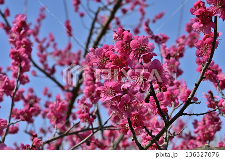 梅の花 梅の花 136327076