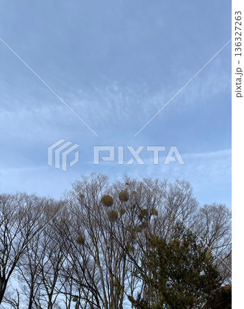 神奈川県川崎市宮前区東高根森林公園のヤドリギと冬の空 神奈川県川崎市宮前区東高根森林公園のヤドリギと冬の空 136327263