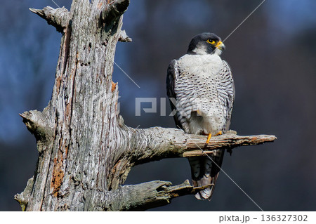 片足で留まるハヤブサ成鳥 片足で留まるハヤブサ成鳥 136327302