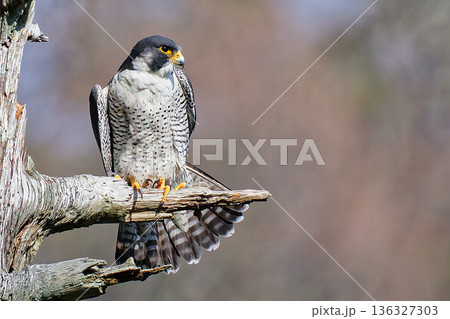 尾羽だけ広げるハヤブサ成鳥 136327303