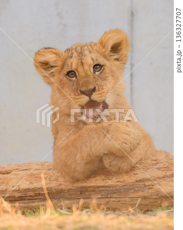 丸太に肘をつくライオンの子 136327707