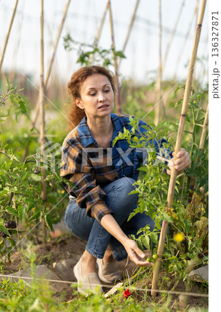 Middle aged woman takes care of tomatoes in cottage garden 136327871