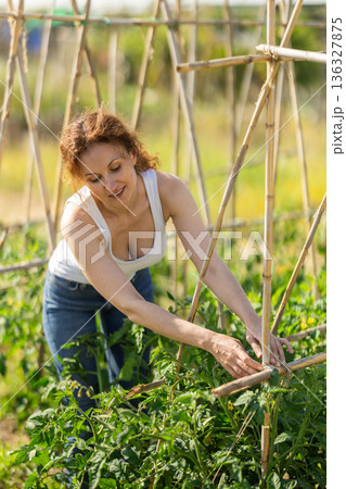 Middle aged woman takes care of tomatoes in cottage garden Middle aged woman takes care of tomatoes in cottage garden 136327875