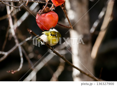 睨むメジロ 136327900