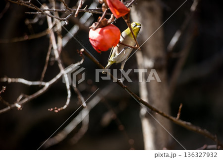 飛び立つメジロ 136327932