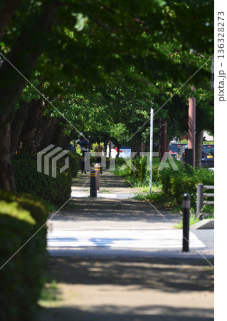 真夏に小枝に止まった鳥のクローズアップショット 真夏に小枝に止まった鳥のクローズアップショット 136328273