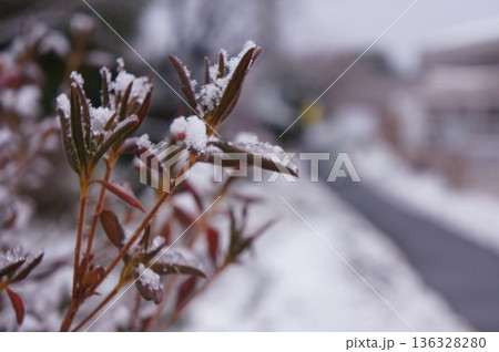 通りの雪景色 136328280