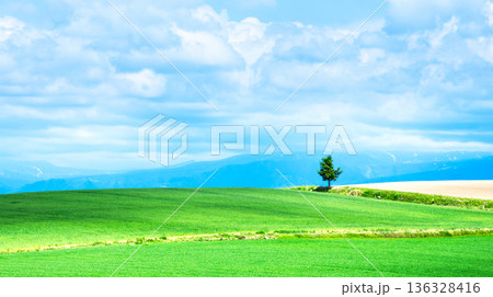爽やかな風を感じる北海道美瑛町周辺にある一本の木がある風景 136328416