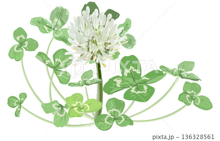 水彩で描いたシロツメクサ（クローバー）の装飾素材セット 136328561