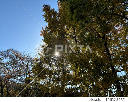 秋の陽射しを浴びて輝く紅葉した木々の葉 逆光と木漏れ日が美しい自然風景 秋の陽射しを浴びて輝く紅葉した木々の葉 逆光と木漏れ日が美しい自然風景 136328685