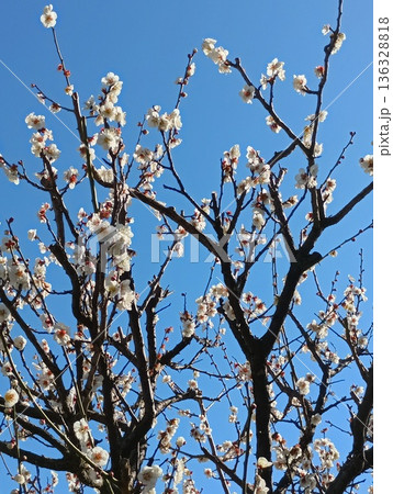 新杉田公園の「杉田梅」(神奈川県横浜市磯子区杉田5丁目) 新杉田公園の「杉田梅」(神奈川県横浜市磯子区杉田5丁目) 136328818