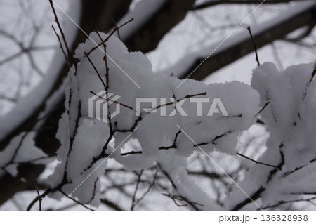 木に積もった雪 136328938