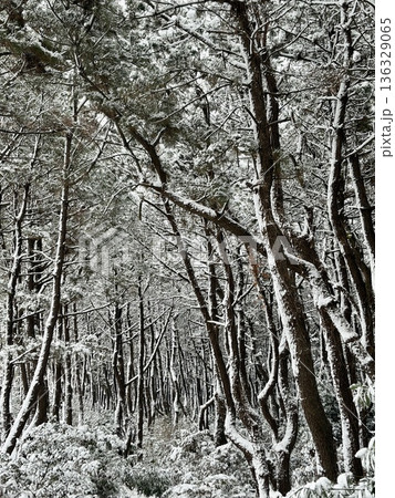 雪を纏った防砂林 136329065