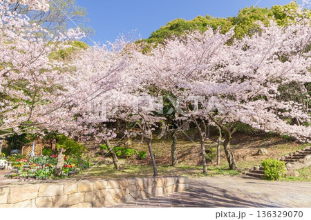桜満開・神戸市須磨浦公園の春 136329070