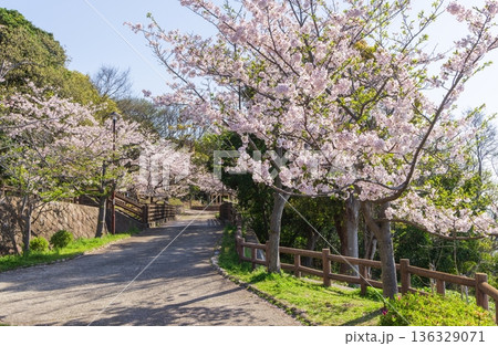 桜満開・神戸市須磨浦公園の春 136329071