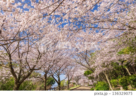 桜満開・神戸市須磨浦公園の春 136329075