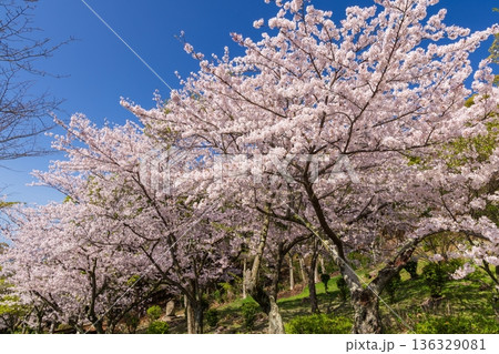 桜満開・神戸市須磨浦公園の春 桜満開・神戸市須磨浦公園の春 136329081
