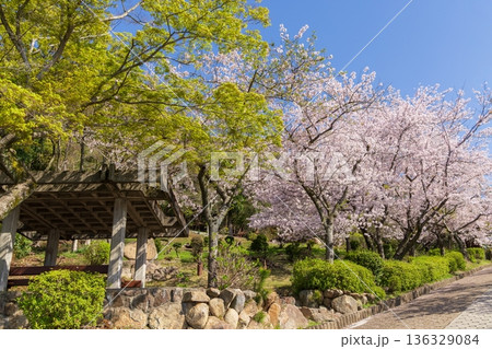 桜満開・神戸市須磨浦公園の春 136329084