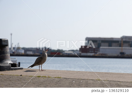 Seagull Perched on Urban Waterfront Promenade in Harbor Setting Seagull Perched on Urban Waterfront Promenade in Harbor Setting 136329110