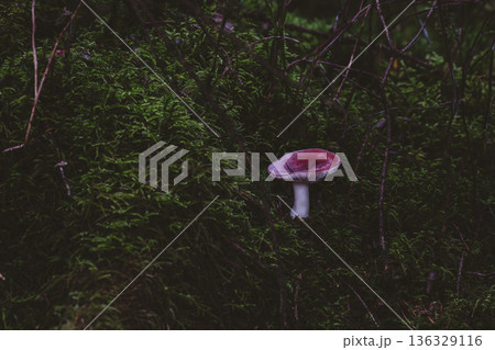 Solitary red mushroom emerging from deep green moss in dark forest understory Solitary red mushroom emerging from deep green moss in dark forest understory 136329116